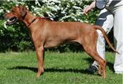 http://r-ridgeback.narod.ru/puppy190510.files/image068.jpg