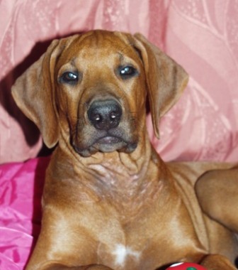 http://r-ridgeback.narod.ru/puppy190510.files/image088.jpg