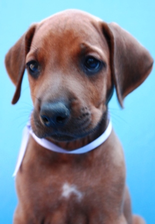 http://r-ridgeback.narod.ru/puppy190510.files/image108.jpg