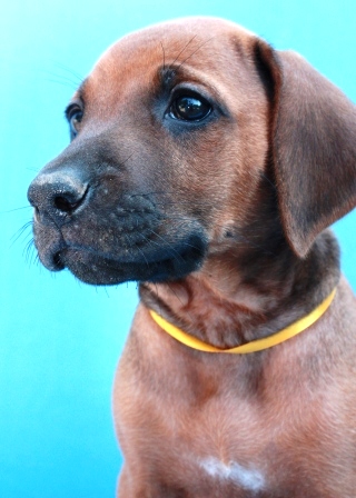 http://r-ridgeback.narod.ru/puppy190510.files/image134.jpg